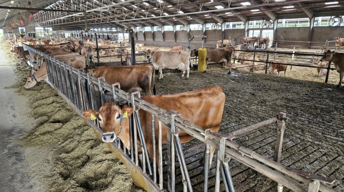 Flere mælkeproducenter oplever problemer i besætningen efter indførsel af Bovaer – nu bliver der åbnet politisk for kompensation for ikke-brugt Bovaer-foder. Arkivfoto