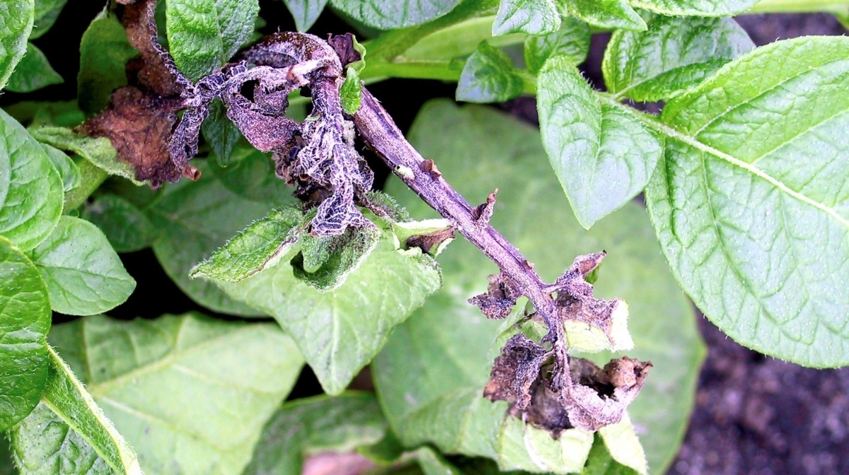 - Uden blandings- og alterneringsstrategien er der stor risiko for hurtigt at udvikle fungicidresistens overfor de færre, tilbageværende midler, påpeger Lars Bødker. Arkivfoto