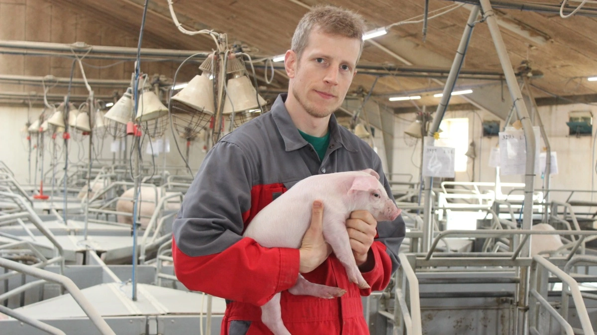 Ukendte gerningsmænd har blandt andet været inde og filme i stalden hos både L&F-Gris-formand H. C. Gæmelke samt i Jeppe Bloch Nielsens farestald. Optagelserne er efterfølgende blevet brugt i en dokumentar produceret af TV-produktionsselskabet Kompagniet, som har lavet udsendelsen for TV 2, der vil sende den onsdag den 26. november. Arkivfoto: Anne Wolfenberg 