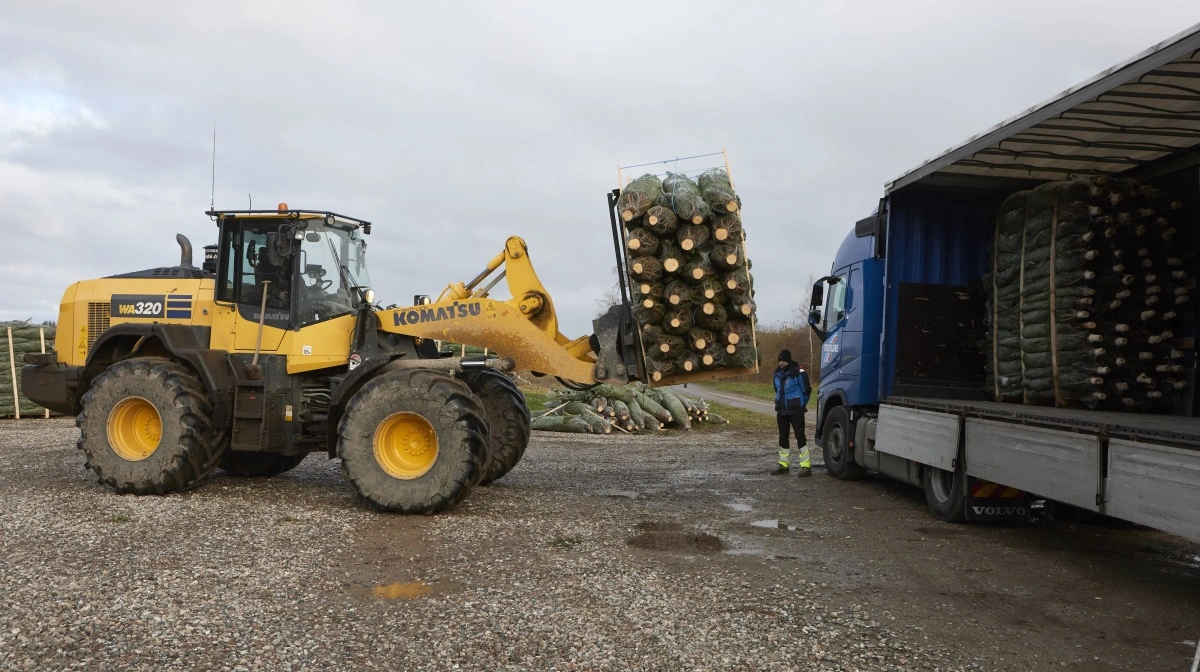 Alle Hvidkilde-juletræerne eksporteres. De primære markeder er Tyskland og Frankrig, men også helt fra Færøerne til Madeira har man glæde af de fynske juletræer. Først i oktober blev et antal træer endda sendt til Dubai.