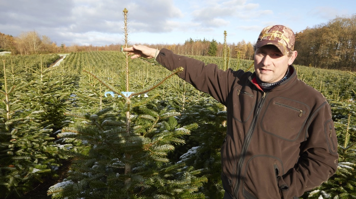 Ved at lade dette træ vente, til det når to meters højde næste år, stiger afregningen fra 90 til 165 kroner, er driftsleder Christian Ladefogeds bud. Fotos: Erik Hansen