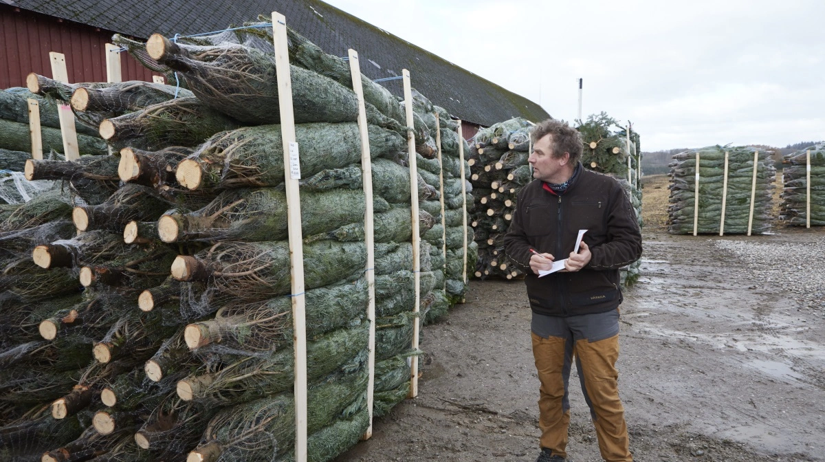 Her i løbet af november eksporteres alle Hvidkildes 75.000 juletræer. Dertil kommer 35.000 træer, som Christian Ladefoged passer og afsætter for Hofmansgave og Hesselager samt et par mindre sydfynske producenter.