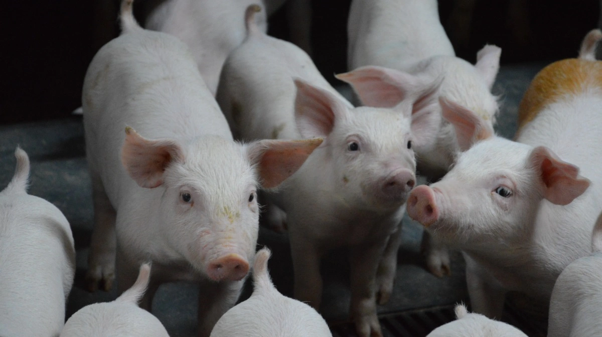 Kristian Nielsen, rådgiver hos Velas, minder om, at ventilationen skal rettes ind efter årstiden, så temperaturen hos grisene fortsat er korrekt og uden træk. Arkivfotos: Camilla Bønløkke