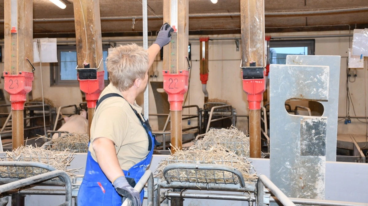 Mette Lundsgaard fortæller, at søerne også æder godt i farestalden og typisk kommer op på 9,5 FE fra dag 16.