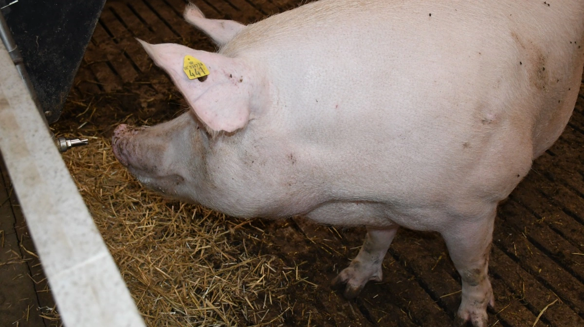 Sodødeligheden i soholdet på Nyenstad ligger ikke højt. Det sidste år har besætningen ligget på 8,1 i sodødelighed, men på under 5 procent, hvis akutte og uforklarlige dødsfald trækkes fra. 