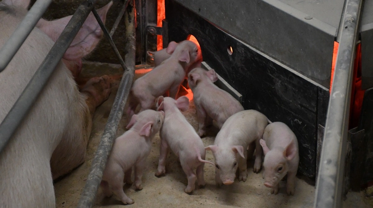 - Vi ligger nu på 22,1 levendefødte i gennemsnit. Det bliver til frygteligt mange ammesøer. Det er et stort flytteri, fortæller Mette Lundsgaard.