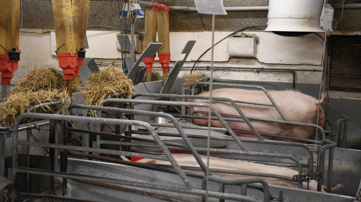 - Jeg tager altid billeder af ugekort og ammelister, inden jeg tager afsted. Hvis der er spørgsmål fra vores medarbejdere i stalden, kan jeg stadig følge med, påpeger Mette Lundsgaard.