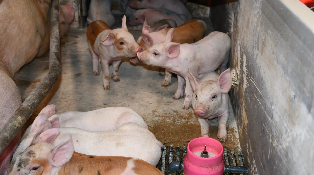 Det er hovedsageligt management i farestalden, ledelse og ikke mindst kommunikation, som Mette Lundsgaard hjælper andre besætninger med.