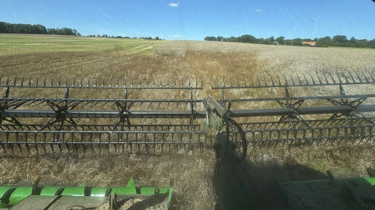 Rapsprisen kan være mere følsom for pludselige udsving udefra end for små ændringer i rapsens egne tal, vurderer AgroMarkets i en ny analyse. Arkivfoto: Kasper Stougård