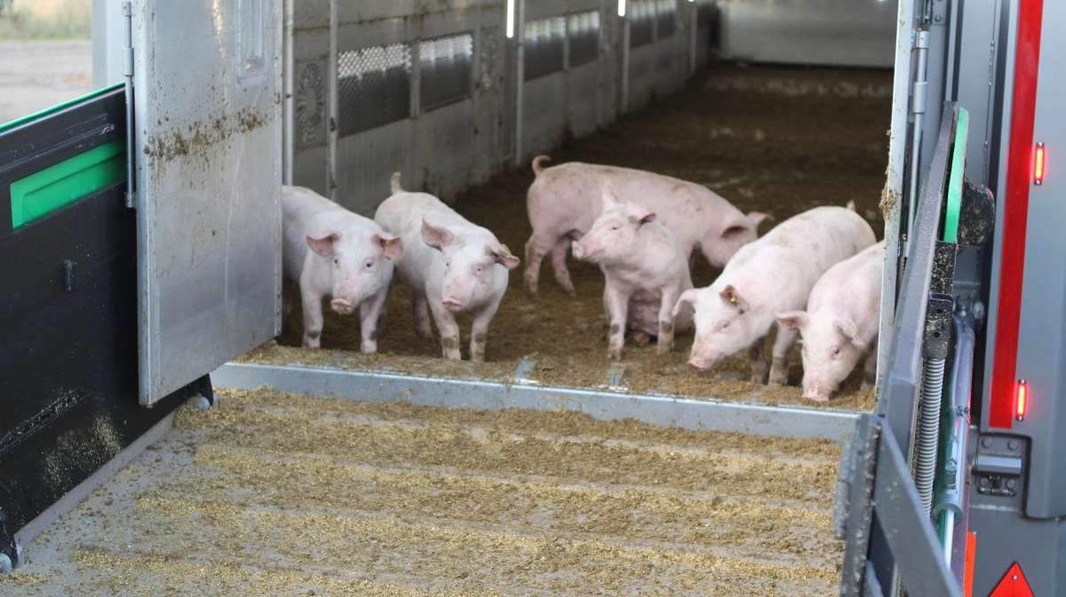 Transport af smågrise til udlandet er noget, som gang på gang bringer sindene i kog i Folketinget. Senest ved et samråd i sidste uge. Arkivfoto: Anne Wolfenberg
