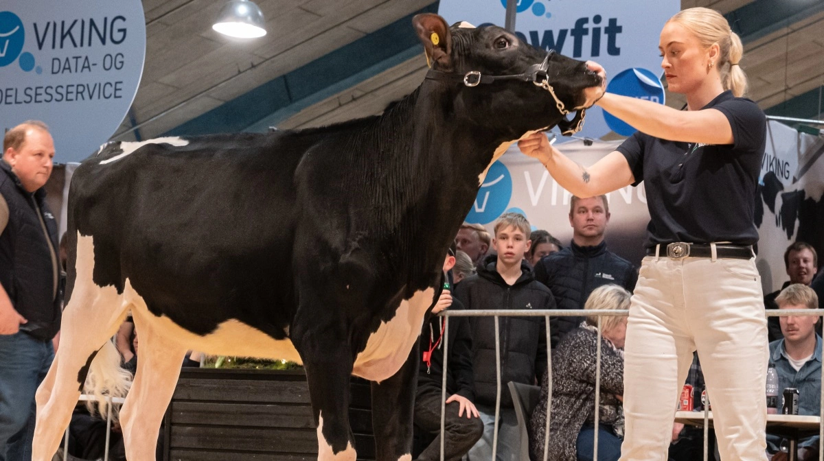 21 auktionsnumre skal under hammeren, når Dansk Holstein inviterer til auktion på fredag i Herning. Pressefotos
