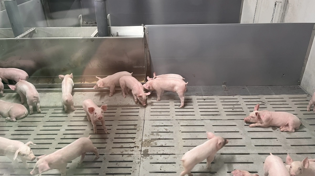 Der er blevet længere mellem svinestalde i Frankrig, og det betyder nu, at landet er nødt til at importere svinekød fra udlandet. Arkivfoto:  Jørgen P. Jensen