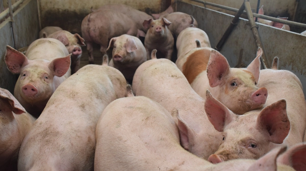 Det er ikke blevet en bedre forretning at producere slagtesvin i Europa de seneste par uger. Tvært imod. Arkivfoto; Anne Wolfenberg