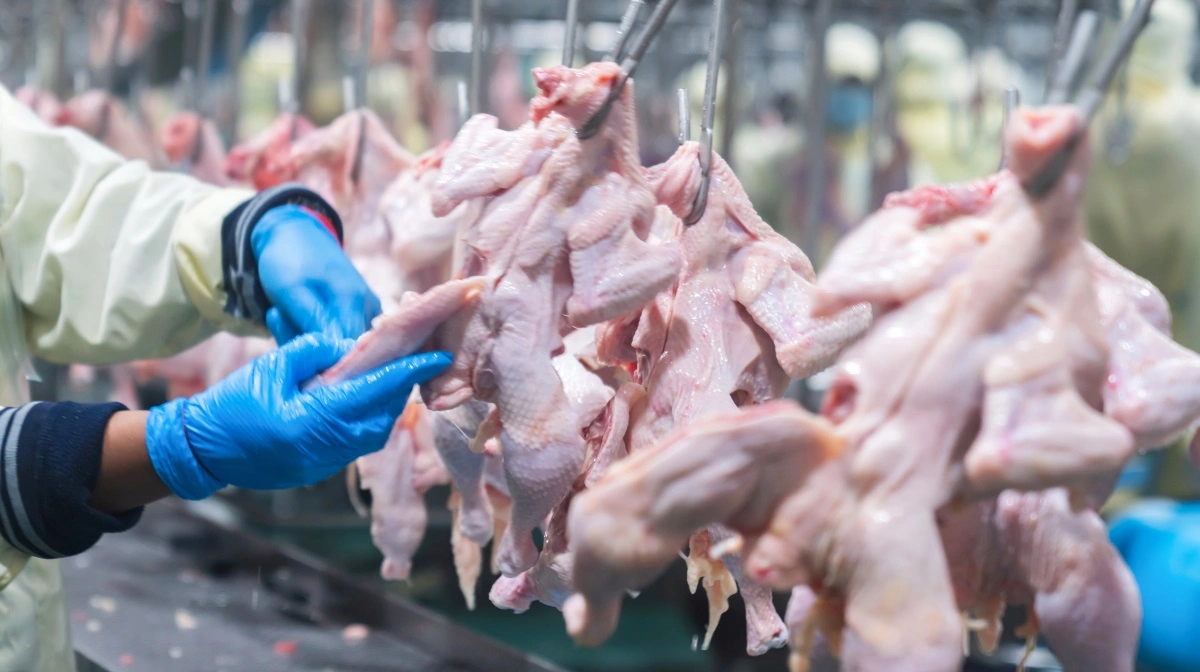 Ifølge FAO er det især væksten i kyllingeproduktionen, der driver væksten i produktionen og handlen med kød. Foto: Colourbox