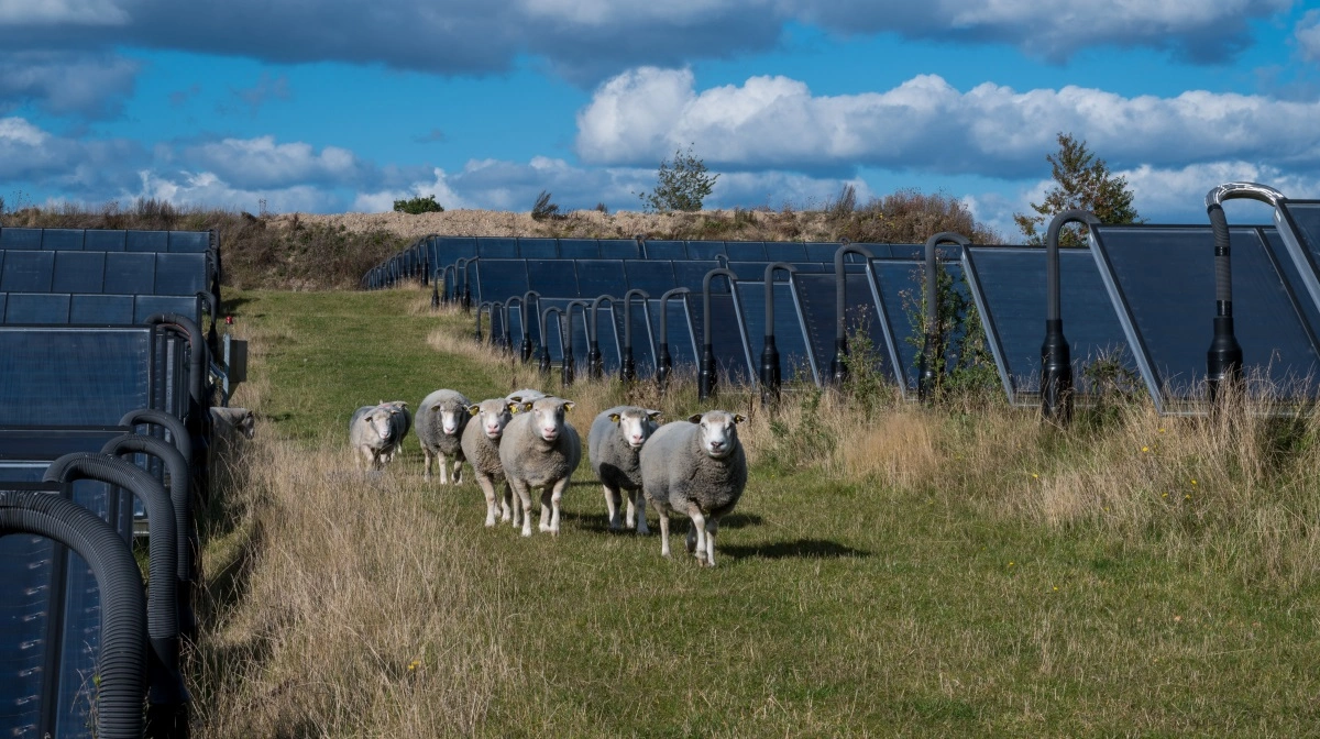 Planerne om en stor hybridpark med solceller og vindmøller på Sydfyn kan gå videre efter tirsdagens byrådsmøde. Planen indebærer også store naturarealer. Modelfoto: Colourbox