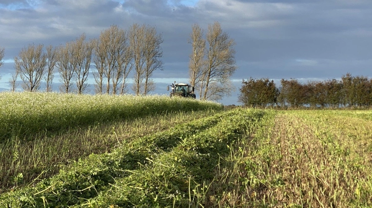 Traktor og skårlægger gemmer sig bag efterafgrøden på Lykkeslund, hvor udbyttet blev 21 ton biomasse pr. hektar. Foto: BJ-Agro