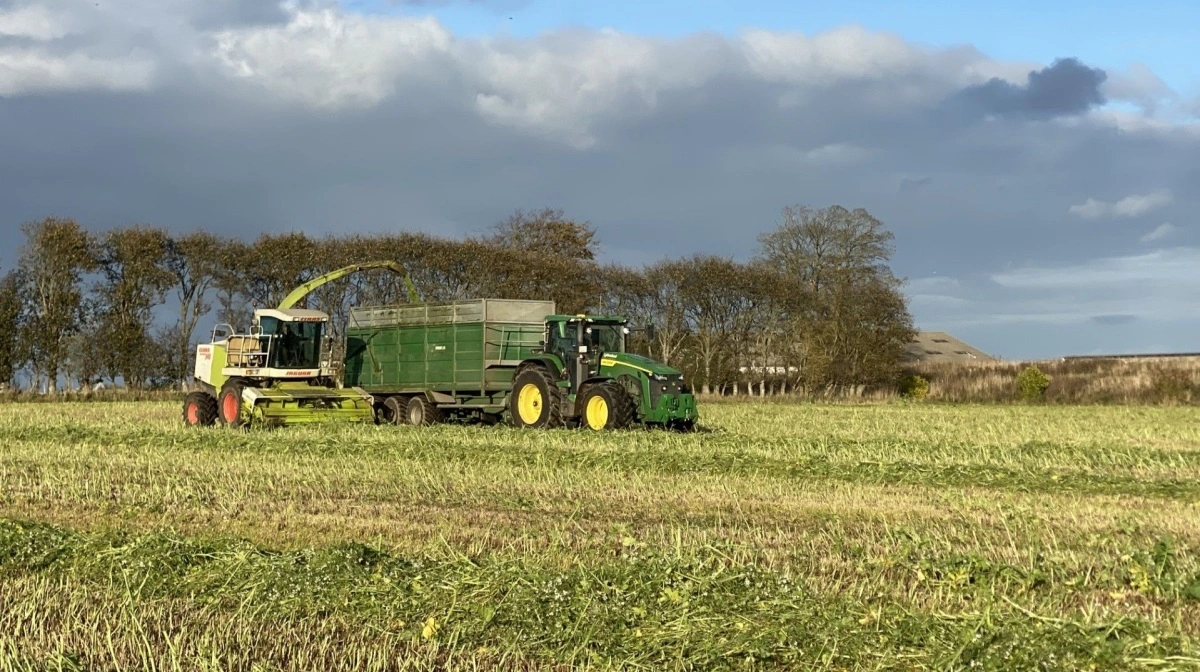 Spredningen var stor mellem forsøgsmarkerne - fra 21,5 ton pr. hektar til marker, hvor efterafgrøden stod så tyndt, at den ikke blev høstet. 