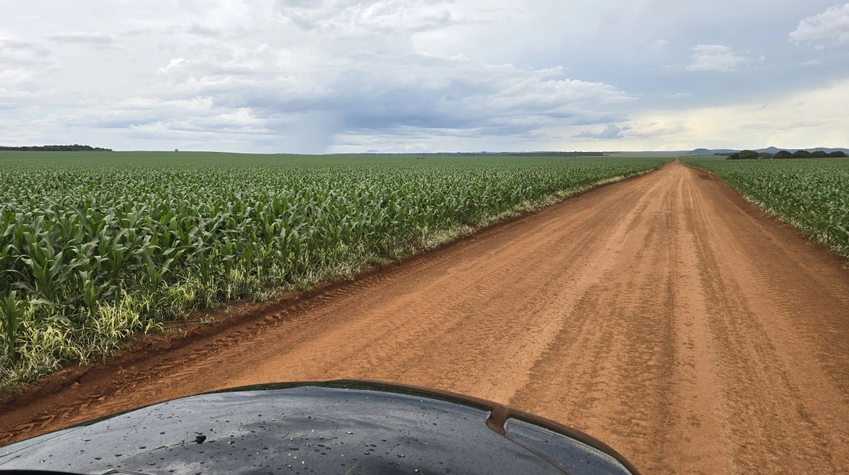 De kilometerlange majs- og sojabønnemarker på Amin Scherers 7.000 hektar store bedrift. Det er ikke økologisk drevet, men helt konventionelt - blot med hjemmeproducerede biologiske planteværnsmidler.