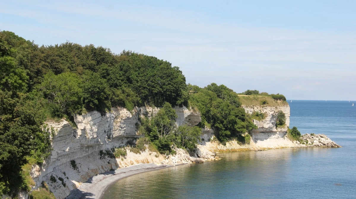 Stevns Klint er både verdensarv og et af landets mest omstridte kystlandskaber. Østre Landsret har nu fastslået, at fredningen med en 25 meter dyrknings- og sprøjtefri bræmme langs klintens top er gyldig. Foto: Linus Folke Jensen via Wikimedia Commons