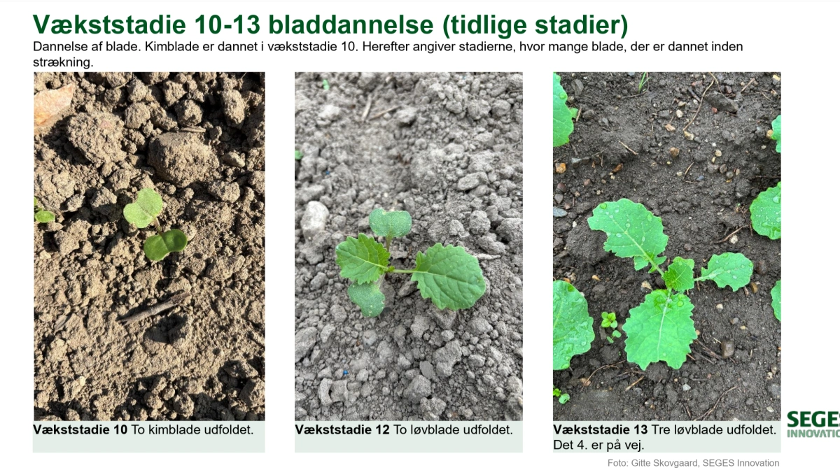De tidlige vækststadier i raps er lettere at huske.