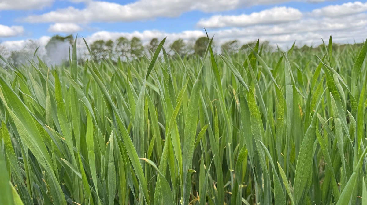 Hvilket vækststadie har hveden her? Nyt materiale fra Seges Innovation kan hjælpe med at øve i angivelse af vækststadier. Arkivfoto: Kasper Stougaard