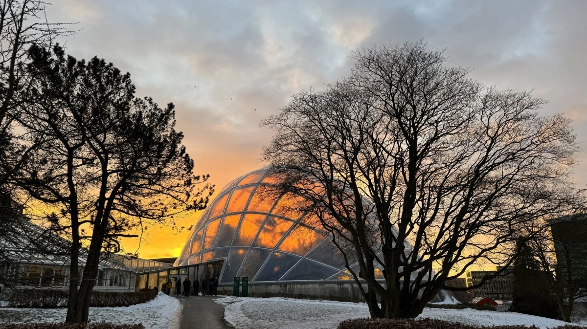 Væksthusene og Aarhus Universitet, skruer helt op for den ægte julestemning frem til onsdag 17. december 2025. Der vil være julerundvisninger om julens planter, juleopgaver, en væksthusnisse, som fortæller om planterne rundt om i husene og julelækkerier i Cafeen. Fotos: Trine Bjerre Mikkelsen, Science Museerne, Aarhus Universitet