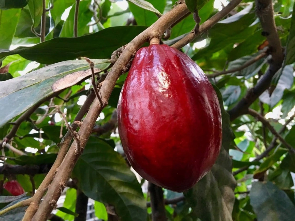 Kakao kaldes også gudernes føde. Men frøene fra kakaofrugterne er dog slet ikke søde eller velsmagende, men ekstremt bitre. Derfor skal de fermenteres, tørres og ristes, før de smager godt. Hør mere om kakaotræet til Jul i Væksthusene.