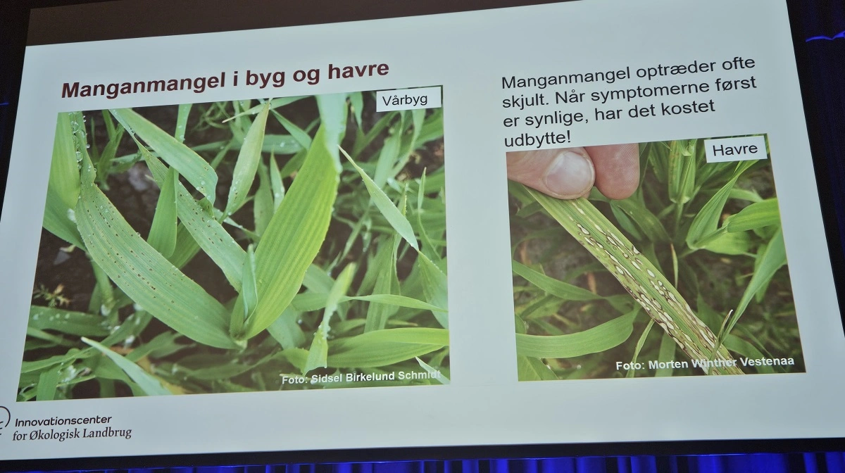 Symptomer på manganmangel.