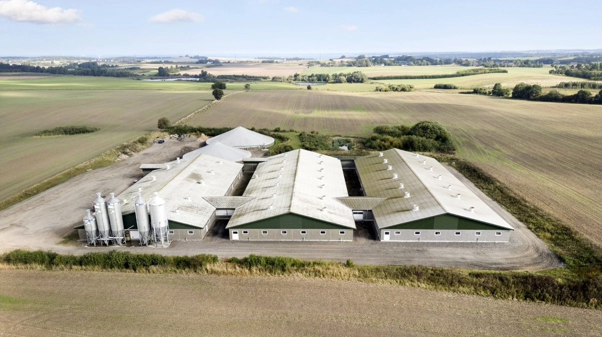 Svineproduktionen har 1400 søer. 