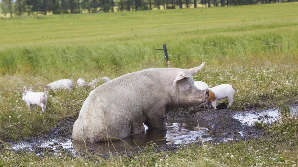 Frilandsbesætninger skal enten dokumentere, at vilde dyr ikke kan smitte grisene eller besætningen er med i et overvågningsprogram. Arkivfoto: Tenna Bang