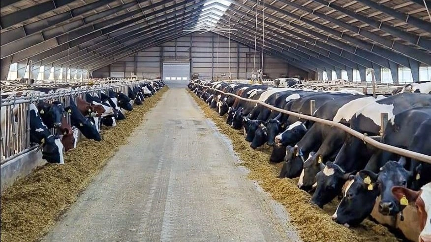 Bedriften rummer omkring 600 malkekøer med tilhørende opdræt, og produktionen sælges samlet, så en ny ejer kan fortsætte driften fra dag ét.