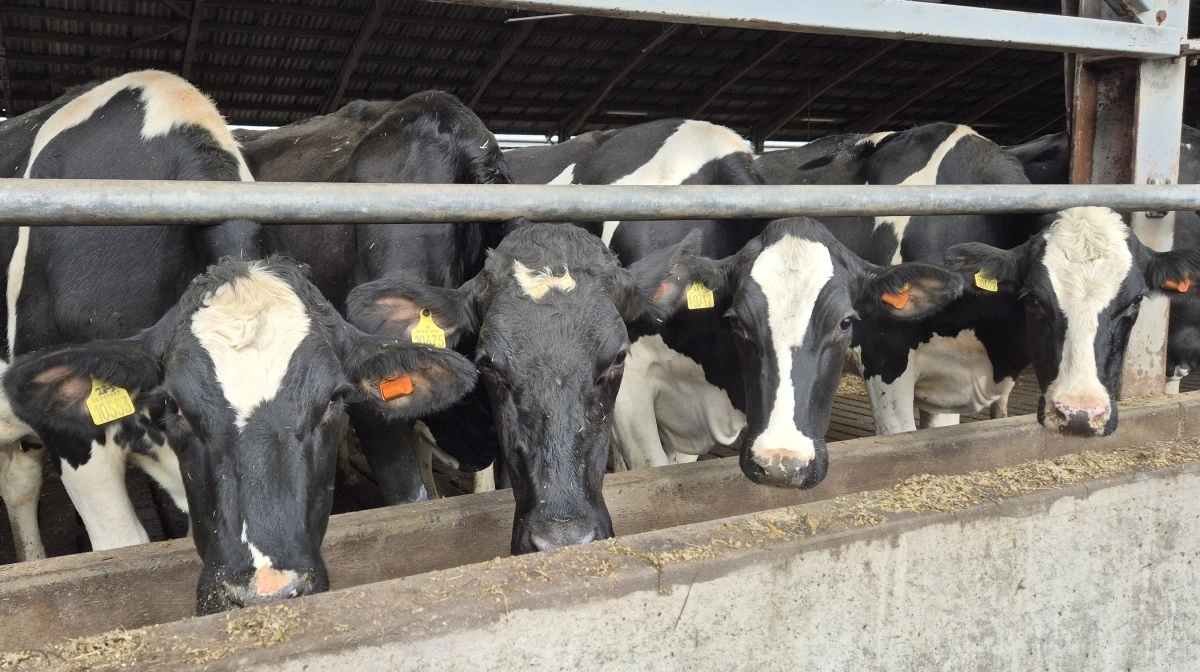 - Kort efter, vi startede op, begyndte køerne at få coli-yverbetændelse, og vi mistede 30 køer og faldt fire kg mælk pr. ko, fortæller mælkeproducent Jacob Skovgaard.