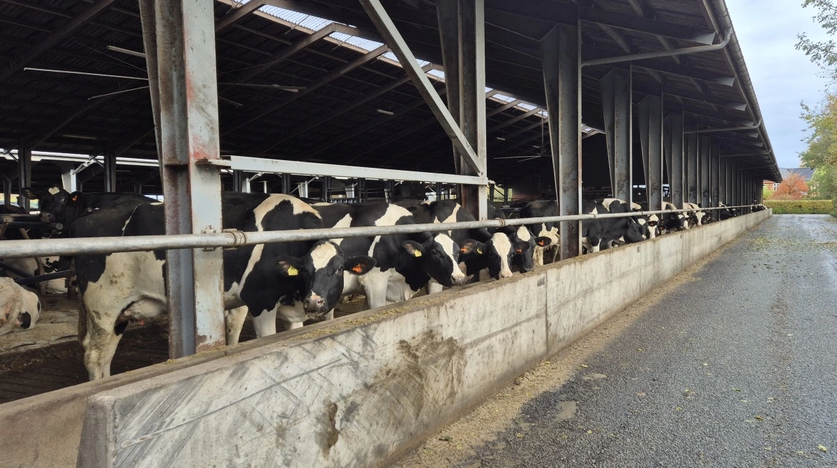 Måske bliver den nuværende kostald i fremtiden til kvier. 