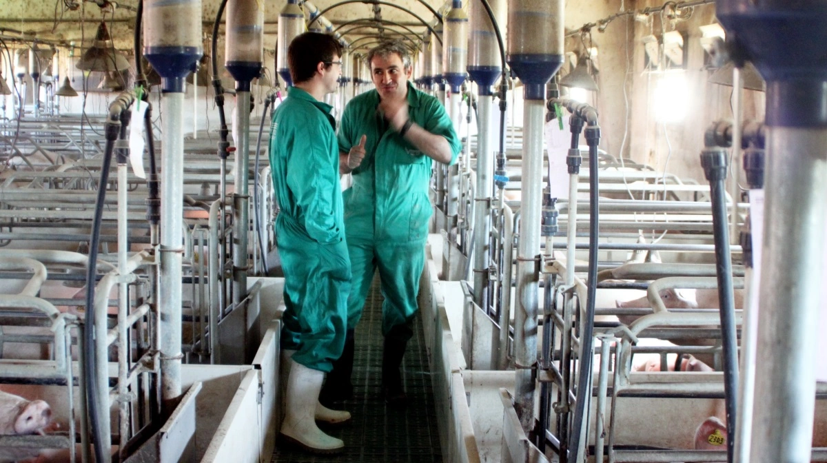 Fotoet stammer fra en spansk svineproduktion, men har ikke noget konkret med udbruddet af afrikansk svinepest at gøre. Arkivfoto: Jørgen Jensen