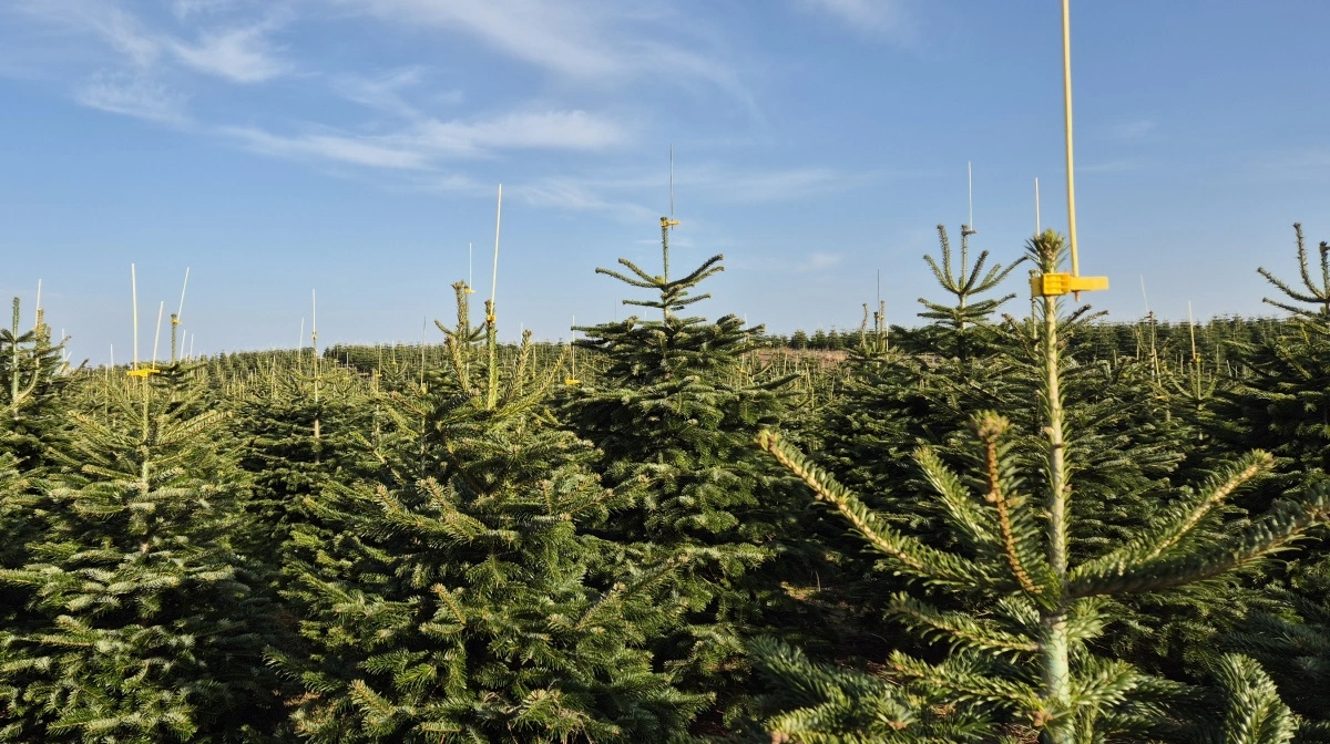 Arkivfoto: Tenna Bang