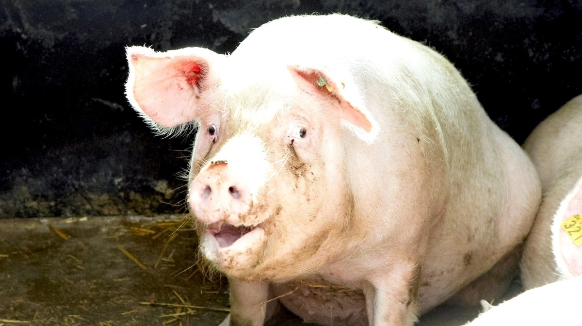 »Faktum er, at antibiotikaforbruget i dansk husdyrproduktion er blandt de laveste i verden«, lyder det i læserbrevet. Arkivfoto