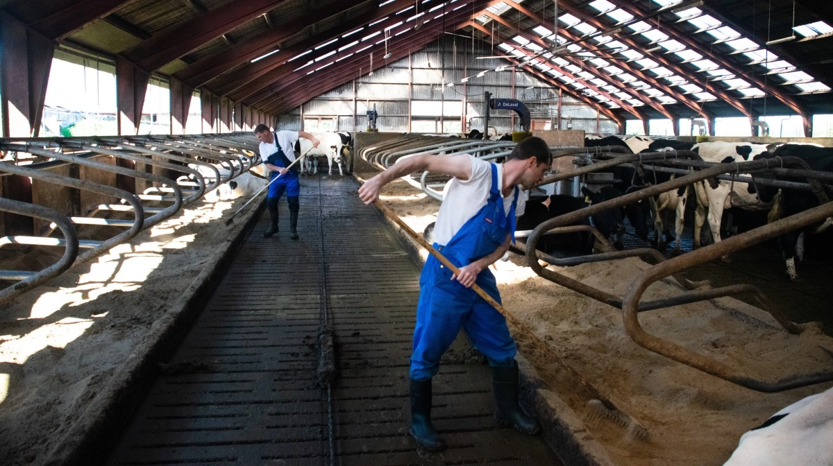 Der er i den grad blevet stor forskel på prisen på konventionel og økologisk mælk. Agrocura forventer, at prisforskellen vil vare ved et godt stykke ind i 2026. Arkivfoto: Alexander Dornwirth