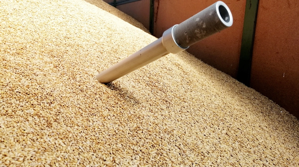 Forskellene mellem vårbyg og vinterbyg – set med foderbriller – er blevet markant mindre. Det oplyser foderrådgiver. Arkivfoto: Camilla Bønløkke