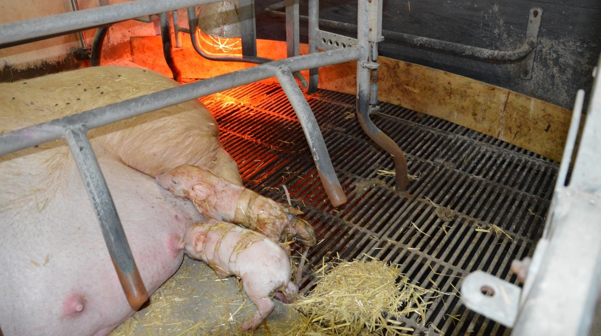 Ifølge loven skal soen ind i farestalden tidligst syv dage før forventet faring og senest tre dage før. 