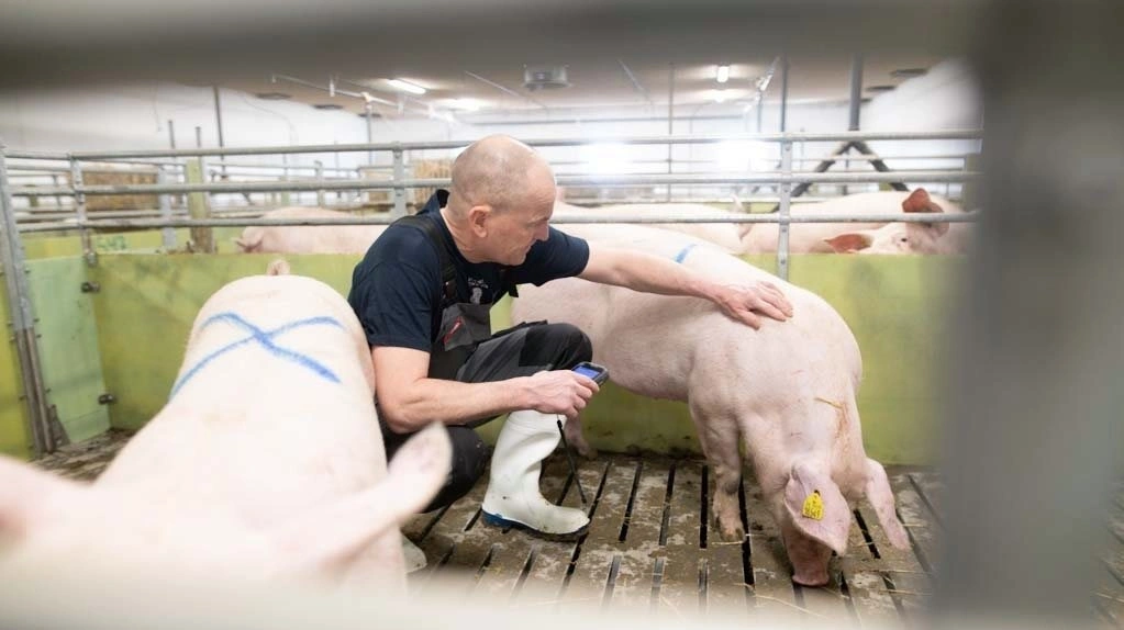 Produktionen hos Kokkenborg ApS omfatter blandt andet 1.700 renracede Yorkshire-søer i opformering af Hendrix Genetics Swine genetik. Foto: Simon Meyer