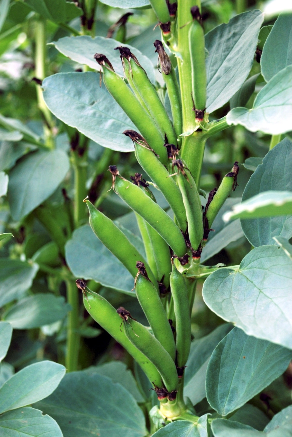 Sortsblandinger kan forsinke smitteudbredelsen af for eksempel chokoladeplet og vikkeskimmel i hestebønner. Arkivfoto: Inger Bertelsen