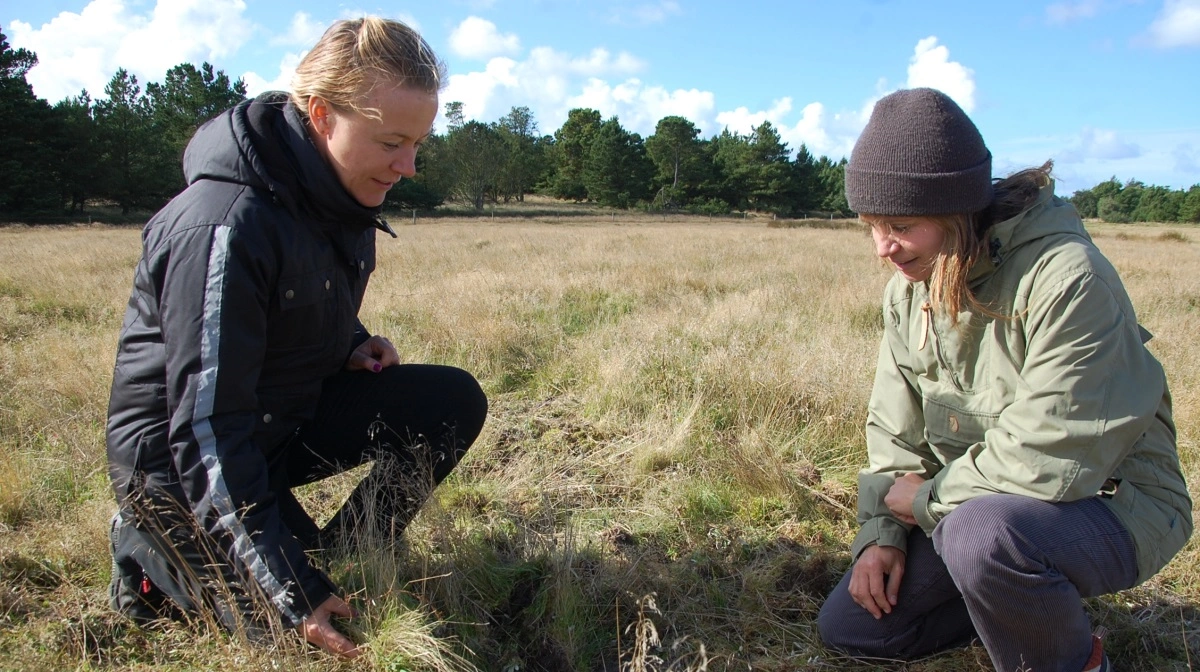 Naturforvalter Kristina Larsen studerer sammen med skov- og landskabsingeniør Marianne Fisker, Jammerbugt Kommune de gunstige effekter på jordbund og urter, som de græssende dyr har skabt. Fotos: Lone Lærke Krog