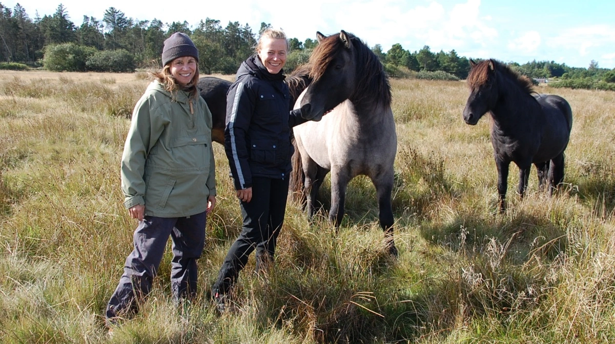 I år har Kristina Larsen plejet arealer ved Rødhus og Blokhus, Hune, Saltum og Skagen med sine cirka 40 kødkvægsdyr og cirka 45 ungheste