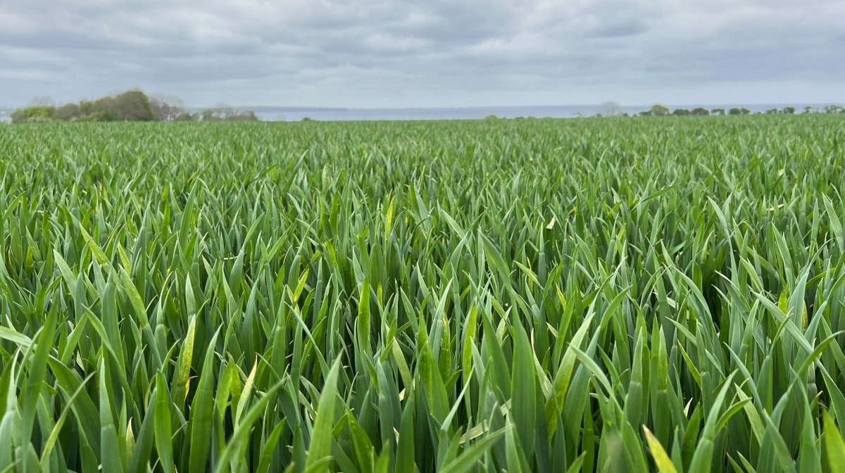 Ved sortsblandinger udjævnes risikoen for, at én sort fejler i et år med tørke, vandmætning eller sygdomspres. Arkivfoto; Kasper Stougaard