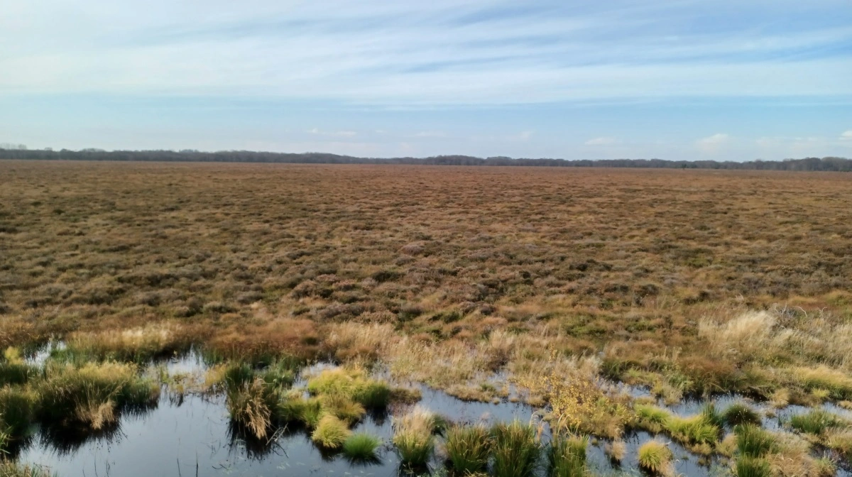 BioCirc-projektet Jammerbugt Go Green skal ligge tæt på nærliggende Sore Vildmose. Arkivfoto: Diana Vigah Adetsu via imaggeo.egu.eu