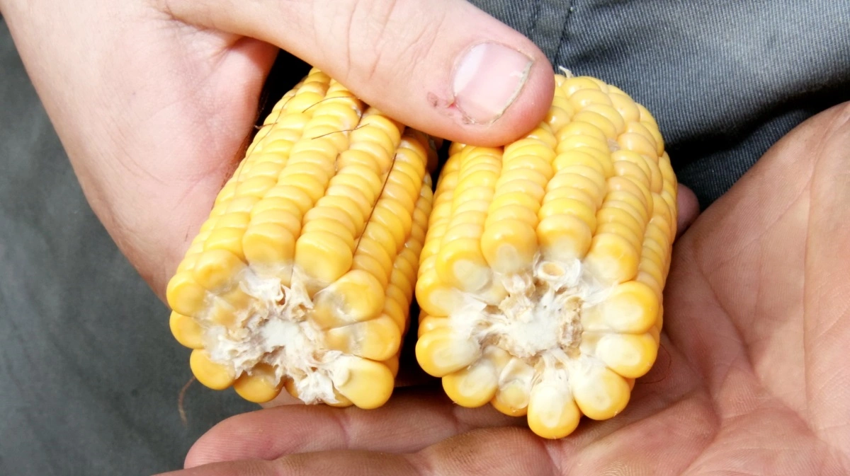 Ønsker man sorter til kolbemajs, skal man være opmærksom på, at flere af de meget tidlige sorter ikke er tilstrækkelig standfaste til kolbemajs. Arkivfoto