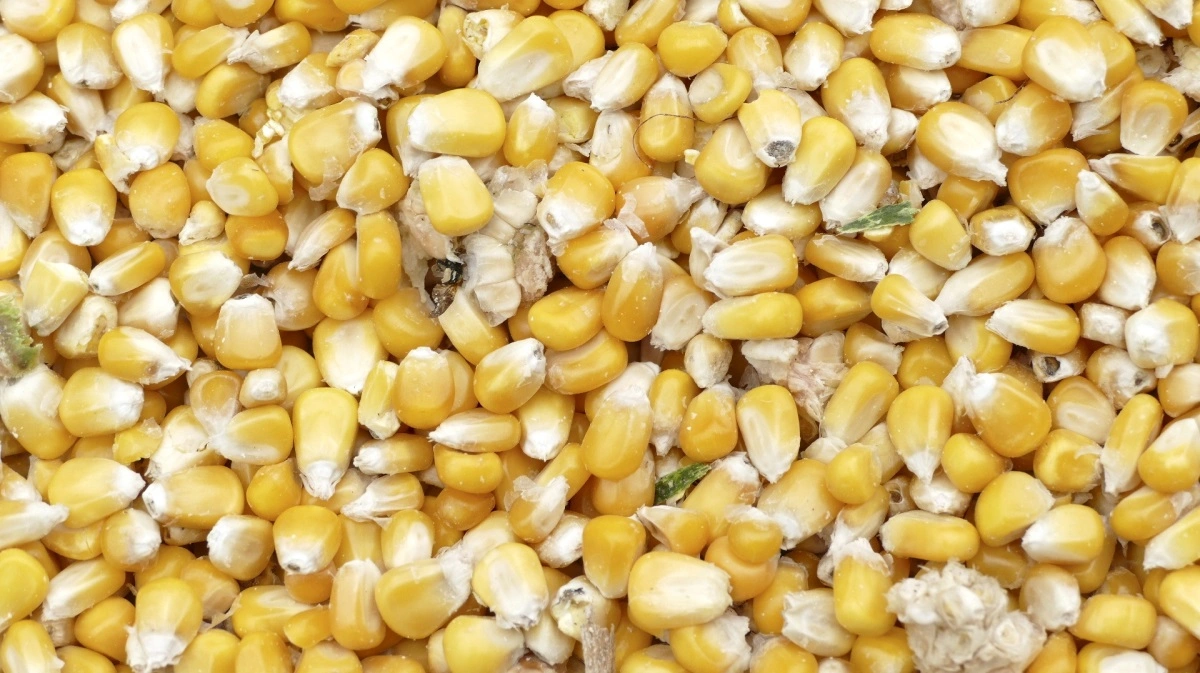 Ved dyrkning af kernemajs, skal der vælges sorter, som ikke har tendens til lejesæd. Arkivfoto 