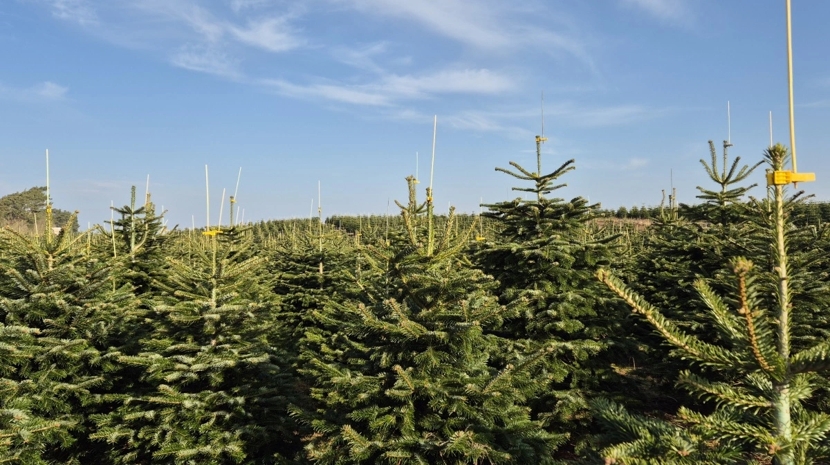Det var en bedre forretning i lang tid at lave juletræer i 2024-sæsonen, viser tal fra brancheforeningen Danske Juletræer. Arkivfoto: Tenna Bang