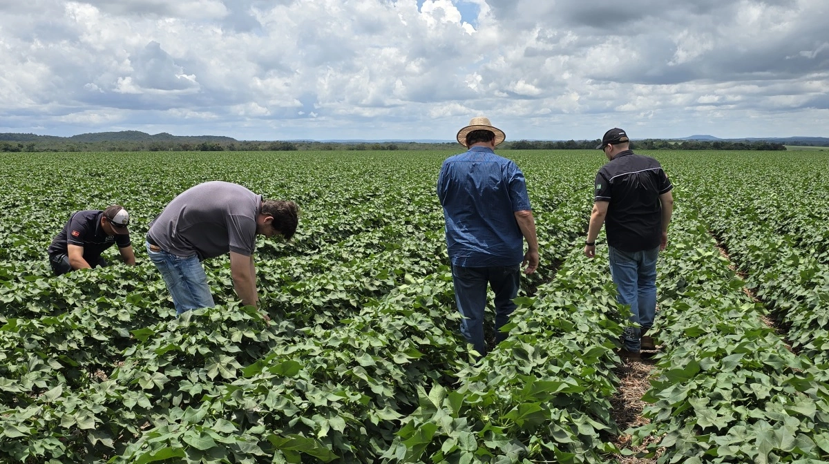 Ved gennemgang af sojabønner for sygdomme og skadedyr anvendes ofte et stykke hvidt lærred, som man slår sojaplanter imod og derefter ser, hvilke skadedyr der falder af på lærredet. Fotos: Jørgen P. Jensen 