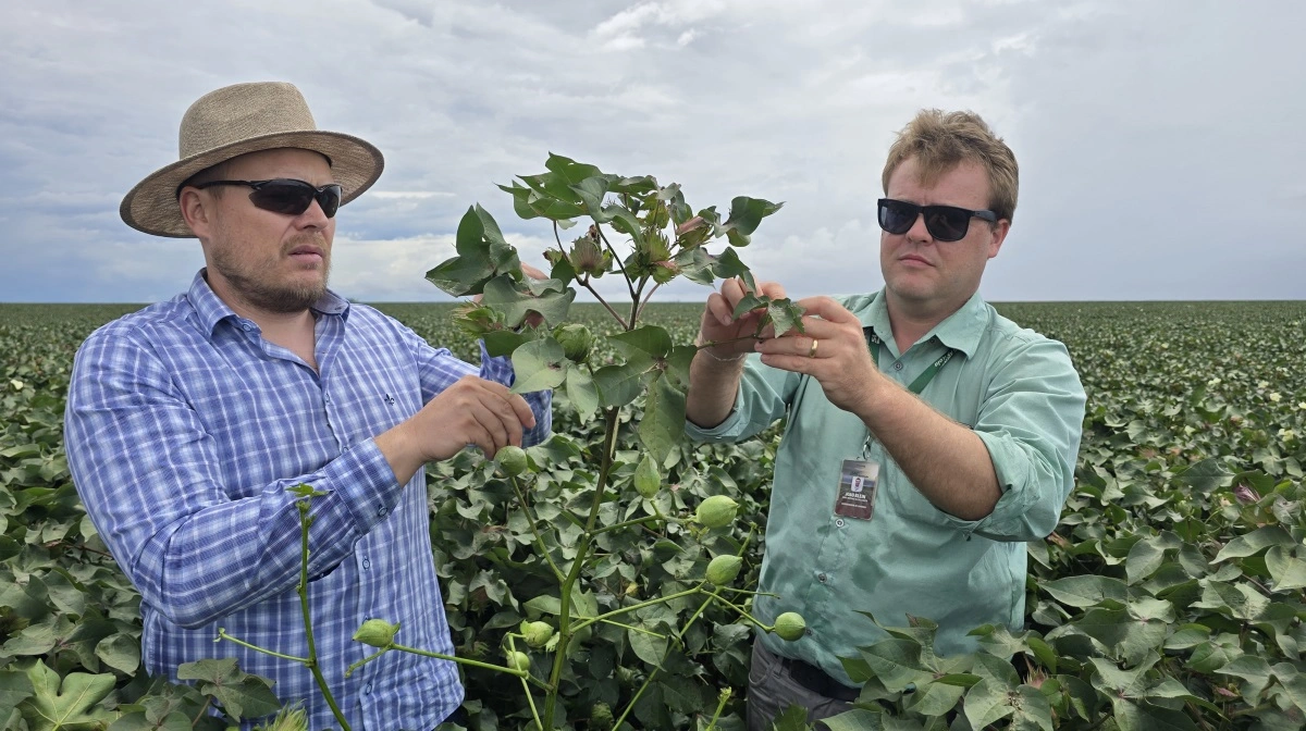 Medarbejder fra SLC Agricola (th) gennemgår her en bomuldsplante for begyndende sygdomme sammen med Peter Fruervang. Normalt trækker man ikke planter op ved inspektionen.